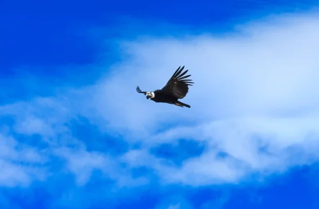 condor-sky