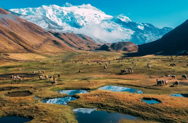 photo-snowcapped-mountain-ausangate-beautiful-day-with-blue-sky-with-alpacas