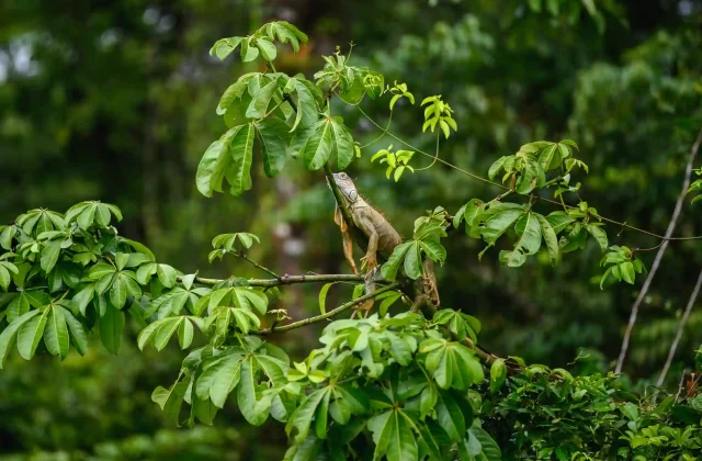 tambopata tour amazon13