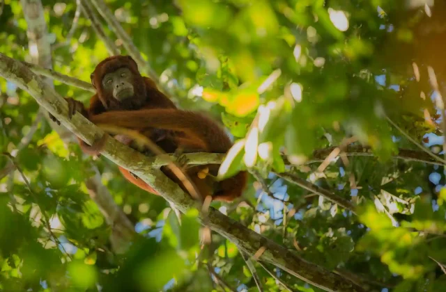 tambopata tour amazon2