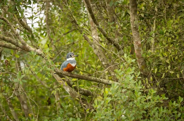 tambopata tour amazon5