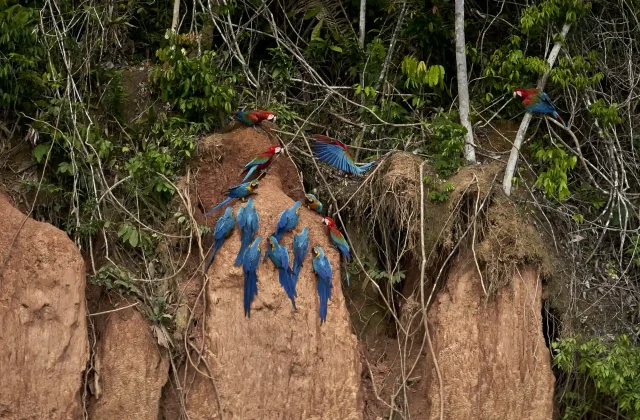 Posada Amazonas