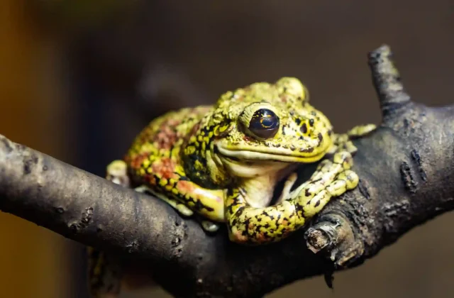 beautiful-green-frog-branch-macro-photo(1)