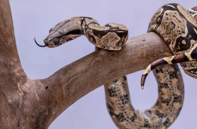 boa-constrictor-boa-constrictor-also-called-red-tailed-boa-common-boa-is-species-large-non-venomous-heavy-bodied-snake-that-is-frequently-kept-bred-captivity(1)