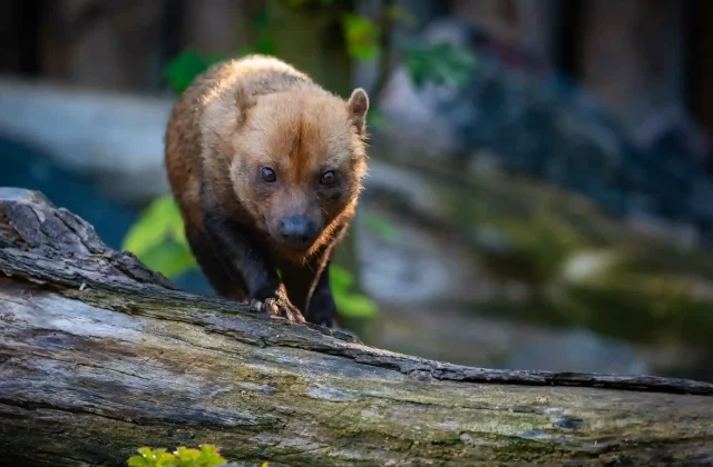 brasilian-bushdog-nature-looking-habitat-eyes-eyes-with-photographer-endangered-species-amazing-creaturesspeothos-venaticus (1)