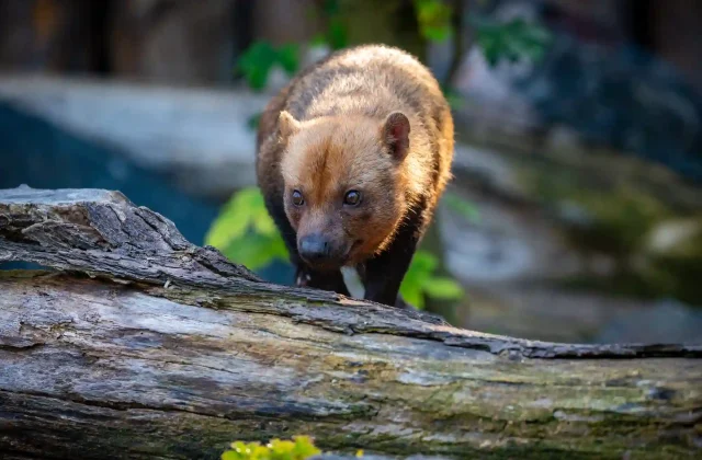 brasilian-bushdog-nature-looking-habitat-eyes-eyes-with-photographer-endangered-species-amazing-creaturesspeothos-venaticus