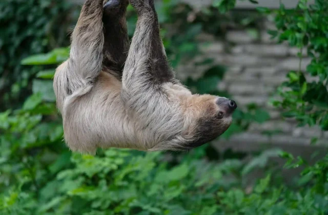 closeup-of-two-toed-sloth-hanging-from-rope-surrounded-by-greenery-in-zoo