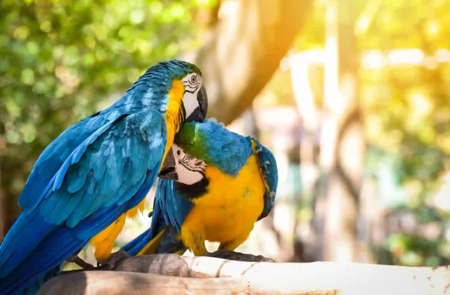 couple-birds-branch-tree-nature-yellow-blue-wing-macaw-birds-parrot-ara-ararauna