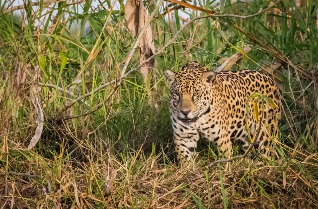 jaguar-walking-wild-wildlife-pantanal
