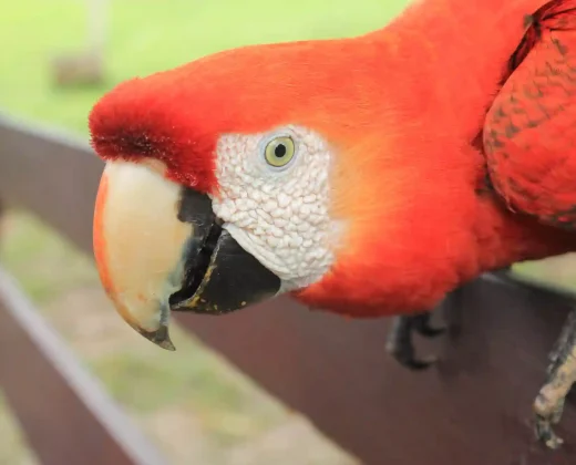 Tambopata National Reserve 3D – 2N Tour
