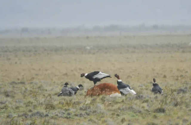 andean-condor-is-species-bird-cathartidae-family