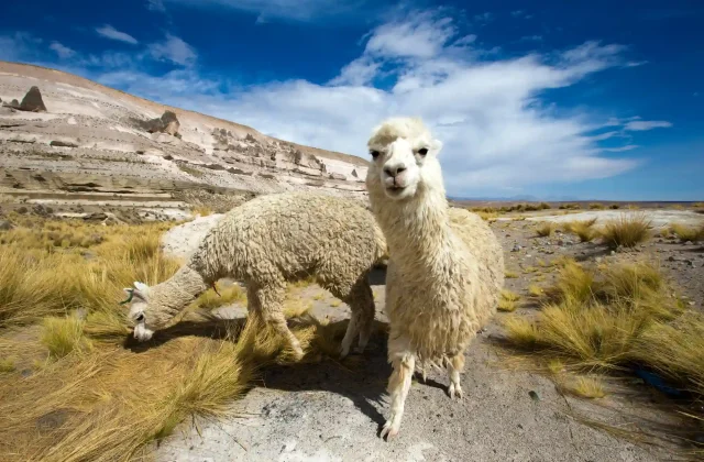 lamas-andesmountains-peru