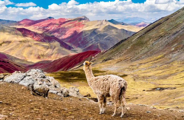 alpaca-palccoyo-rainbow-mountains-cusco-region-peru (1)