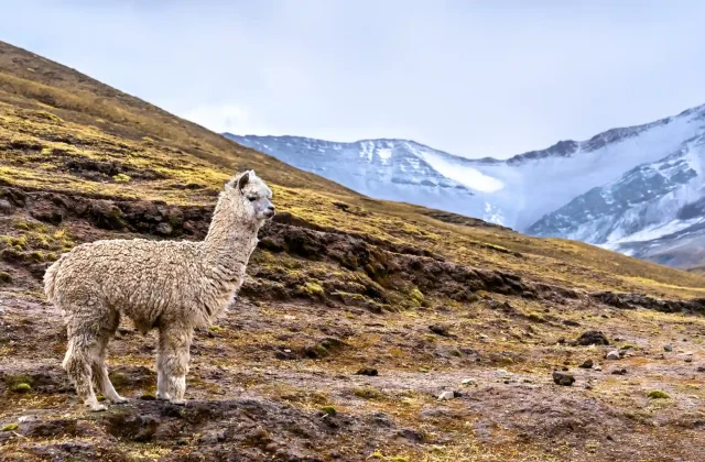 alpaca-vinicunca-rainbow-mountain-peru