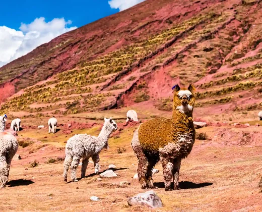 Palcoyo Day Hike Experience | Book Now