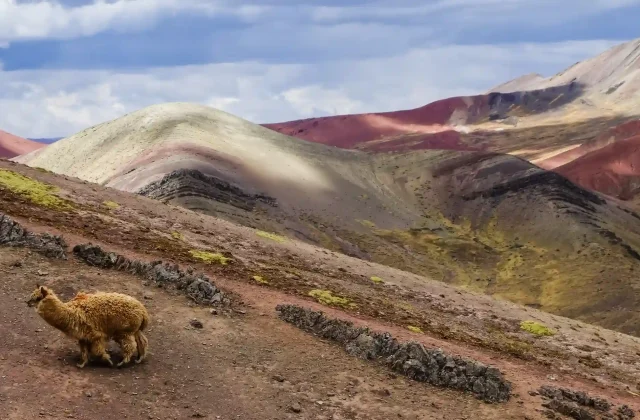 beautiful-palcoyo-rainbow-mountains-wild-llama-cusco-peru-cloudy-sky (1)