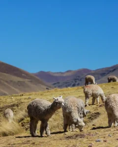 Sacred Valley Tour with Machu Picchu | 2-Day Tour