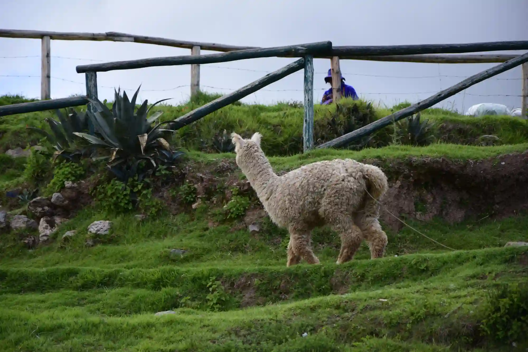 Machu Picchu tours from Cusco for First-Time Travelers